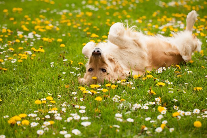 Understanding Dogs and Belly Rubs