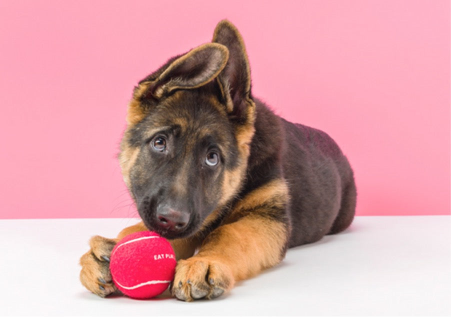 gummi hub for dog owners