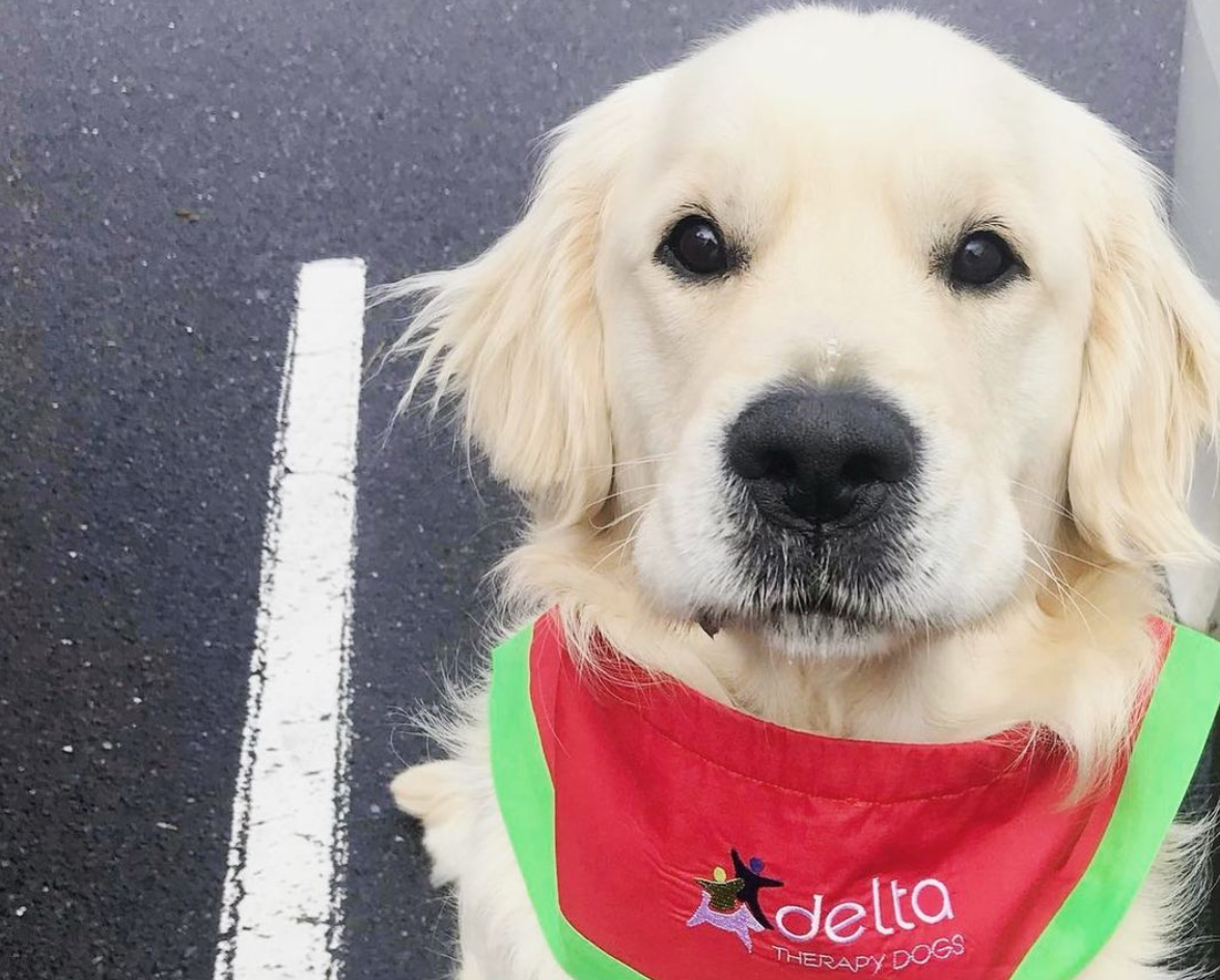 Therapy Dog Awareness Month